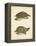 Turtle Duo IV-J.W. Hill-Framed Stretched Canvas