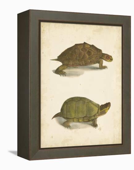 Turtle Duo IV-J.W. Hill-Framed Stretched Canvas