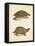 Turtle Duo IV-J.W. Hill-Framed Stretched Canvas