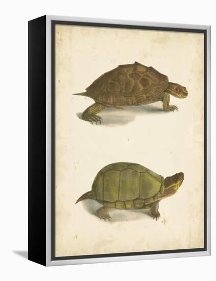 Turtle Duo IV-J.W. Hill-Framed Stretched Canvas