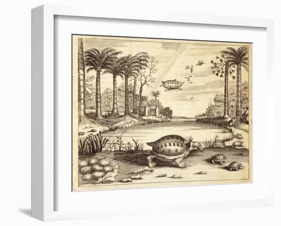 Turtle Eggs Hatching, from 'China Illustrated' by Athanasius Kircher (1601-80) 1667-null-Framed Giclee Print