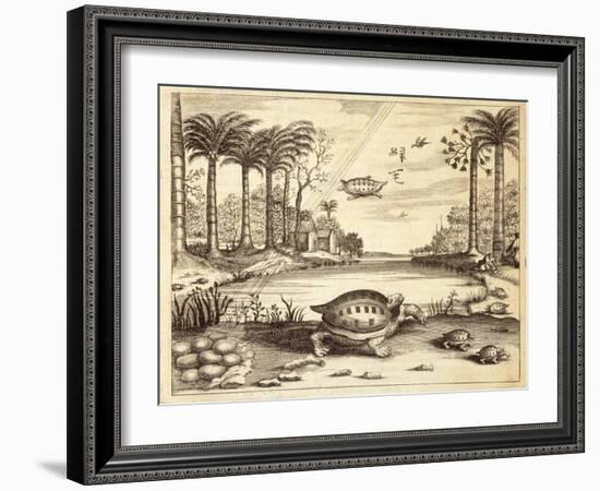 Turtle Eggs Hatching, from 'China Illustrated' by Athanasius Kircher (1601-80) 1667-null-Framed Giclee Print