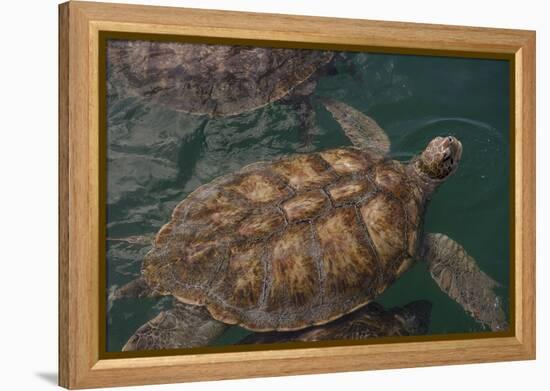 Turtle Farm, Green Sea Turtle, Grand Cayman, Cayman Islands, British West Indies-Lisa S. Engelbrecht-Framed Premier Image Canvas