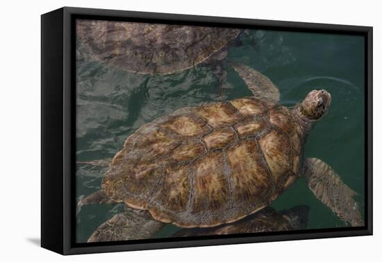 Turtle Farm, Green Sea Turtle, Grand Cayman, Cayman Islands, British West Indies-Lisa S. Engelbrecht-Framed Premier Image Canvas