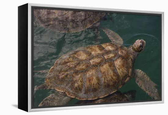 Turtle Farm, Green Sea Turtle, Grand Cayman, Cayman Islands, British West Indies-Lisa S. Engelbrecht-Framed Premier Image Canvas