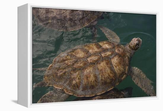 Turtle Farm, Green Sea Turtle, Grand Cayman, Cayman Islands, British West Indies-Lisa S. Engelbrecht-Framed Premier Image Canvas