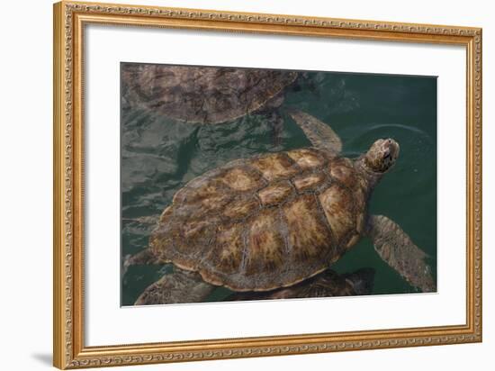 Turtle Farm, Green Sea Turtle, Grand Cayman, Cayman Islands, British West Indies-Lisa S. Engelbrecht-Framed Photographic Print