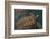 Turtle Farm, Green Sea Turtle, Grand Cayman, Cayman Islands, British West Indies-Lisa S. Engelbrecht-Framed Photographic Print