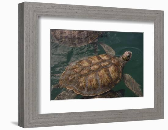 Turtle Farm, Green Sea Turtle, Grand Cayman, Cayman Islands, British West Indies-Lisa S. Engelbrecht-Framed Photographic Print