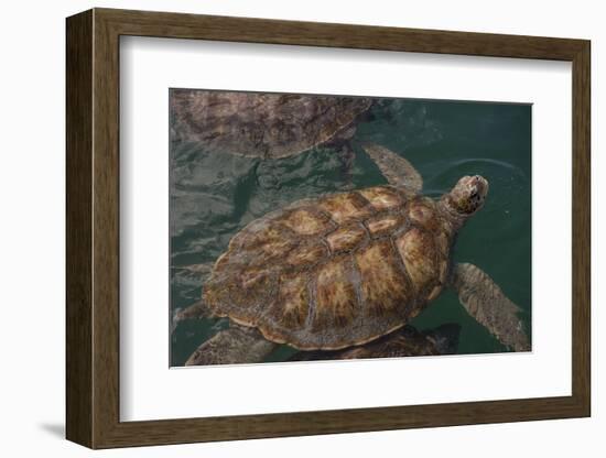 Turtle Farm, Green Sea Turtle, Grand Cayman, Cayman Islands, British West Indies-Lisa S. Engelbrecht-Framed Photographic Print