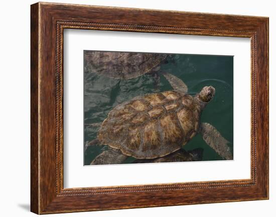 Turtle Farm, Green Sea Turtle, Grand Cayman, Cayman Islands, British West Indies-Lisa S. Engelbrecht-Framed Photographic Print