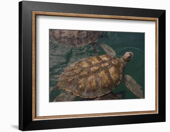 Turtle Farm, Green Sea Turtle, Grand Cayman, Cayman Islands, British West Indies-Lisa S. Engelbrecht-Framed Photographic Print