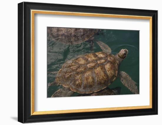 Turtle Farm, Green Sea Turtle, Grand Cayman, Cayman Islands, British West Indies-Lisa S. Engelbrecht-Framed Photographic Print