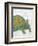 Turtle Friends I-Chariklia Zarris-Framed Art Print