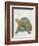 Turtle Friends II-Chariklia Zarris-Framed Art Print