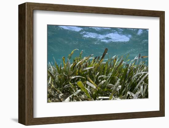 Turtle Grass, Lighthouse Reef, Atoll, Belize-Pete Oxford-Framed Photographic Print