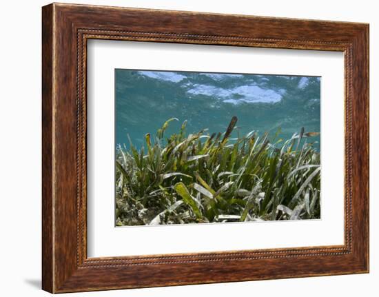 Turtle Grass, Lighthouse Reef, Atoll, Belize-Pete Oxford-Framed Photographic Print