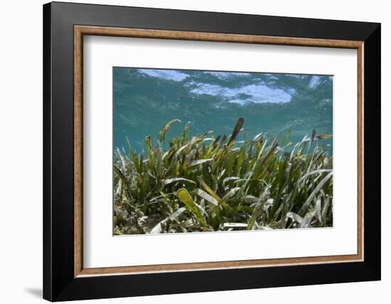 Turtle Grass, Lighthouse Reef, Atoll, Belize-Pete Oxford-Framed Photographic Print