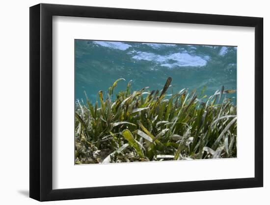 Turtle Grass, Lighthouse Reef, Atoll, Belize-Pete Oxford-Framed Photographic Print