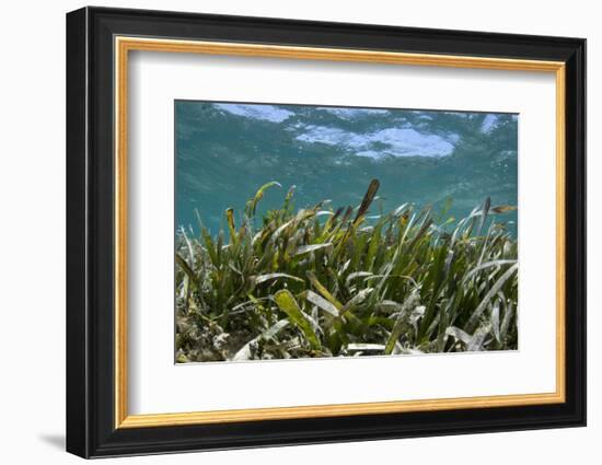 Turtle Grass, Lighthouse Reef, Atoll, Belize-Pete Oxford-Framed Photographic Print