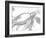 Turtle In The Grey-OnRei-Framed Art Print