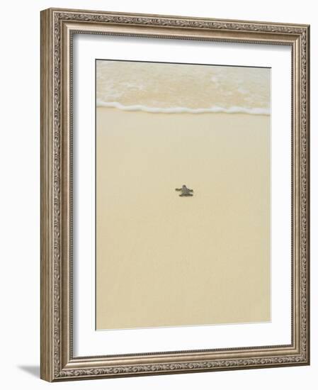 Turtle Making its Way to the Water-Papadopoulos Sakis-Framed Photographic Print