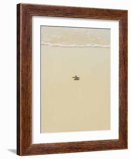 Turtle Making its Way to the Water-Papadopoulos Sakis-Framed Photographic Print