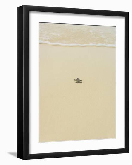 Turtle Making its Way to the Water-Papadopoulos Sakis-Framed Photographic Print