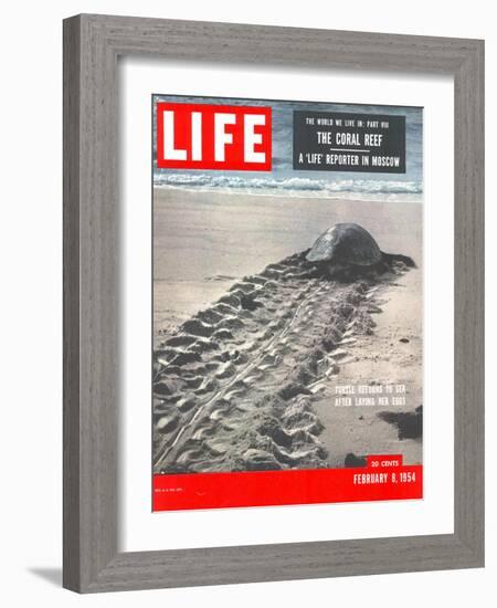 Turtle Returning to Sea after Laying Eggs, February 8, 1954-Fritz Goro-Framed Photographic Print