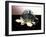 Turtle Robot-Victor De Schwanberg-Framed Photographic Print