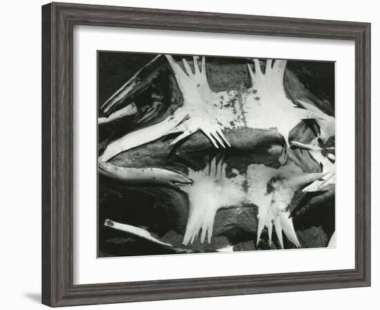 Turtle Skeleton, Baja, California, 1964-Brett Weston-Framed Photographic Print