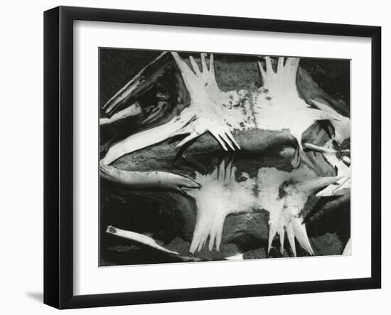 Turtle Skeleton, Baja, California, 1964-Brett Weston-Framed Photographic Print