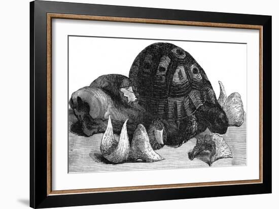 Turtle, Swallow's Nests and Oxtail-null-Framed Art Print
