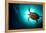 Turtle Swiming over Divers-bcampbell65-Framed Premier Image Canvas