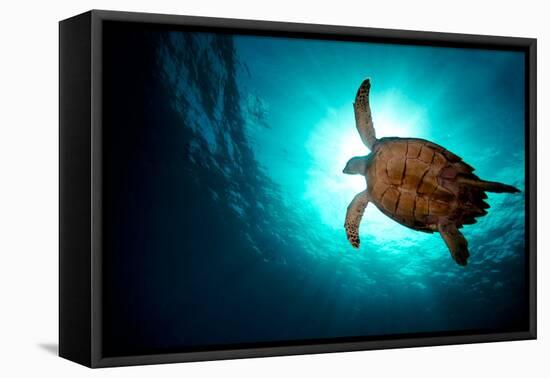 Turtle Swiming over Divers-bcampbell65-Framed Premier Image Canvas