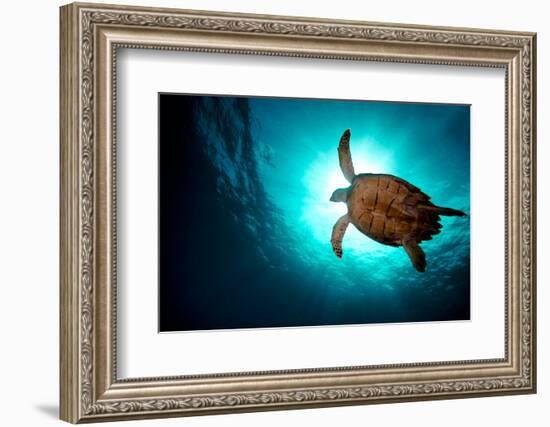 Turtle Swiming over Divers-bcampbell65-Framed Photographic Print