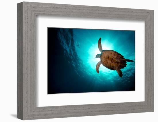 Turtle Swiming over Divers-bcampbell65-Framed Photographic Print