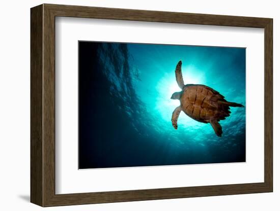 Turtle Swiming over Divers-bcampbell65-Framed Photographic Print