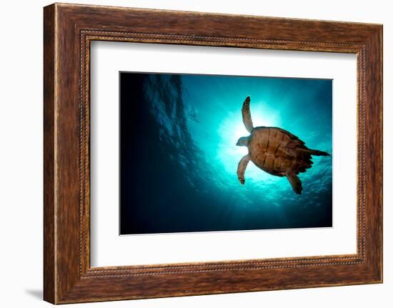 Turtle Swiming over Divers-bcampbell65-Framed Photographic Print