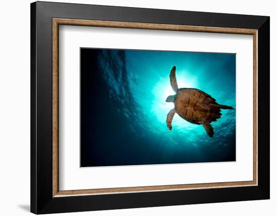 Turtle Swiming over Divers-bcampbell65-Framed Photographic Print