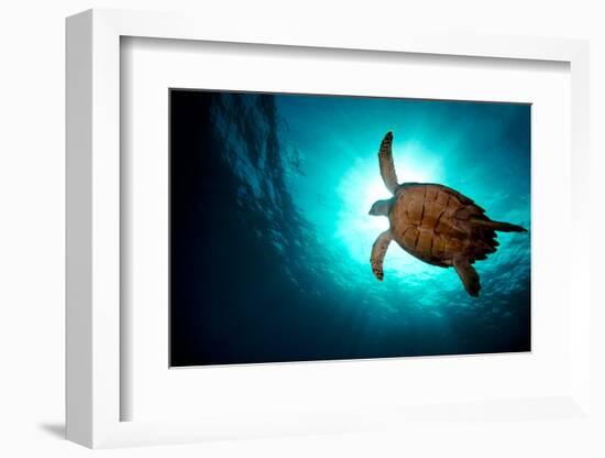 Turtle Swiming over Divers-bcampbell65-Framed Photographic Print