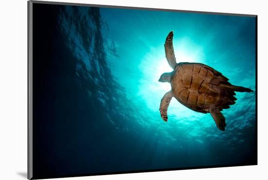 Turtle Swiming over Divers-bcampbell65-Mounted Photographic Print