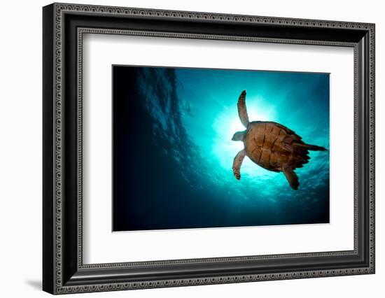 Turtle Swiming over Divers-bcampbell65-Framed Photographic Print