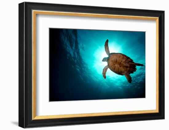 Turtle Swiming over Divers-bcampbell65-Framed Photographic Print