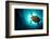 Turtle Swiming over Divers-bcampbell65-Framed Photographic Print