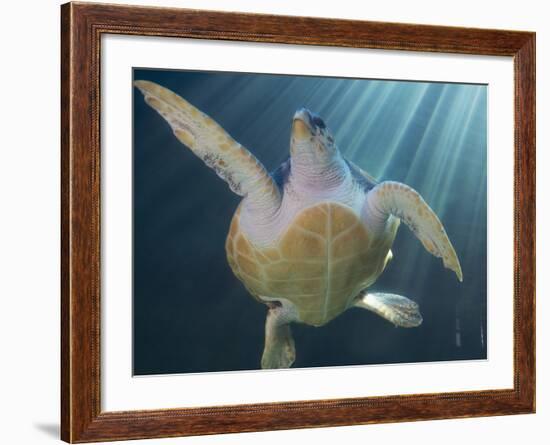 Turtle Swimming in Aquarium-null-Framed Photographic Print