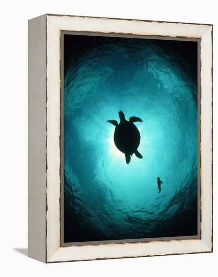 Turtle Swimming-Matthew Oldfield-Framed Premier Image Canvas