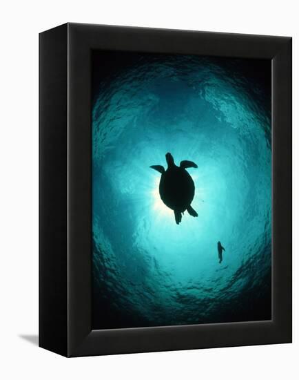 Turtle Swimming-Matthew Oldfield-Framed Premier Image Canvas