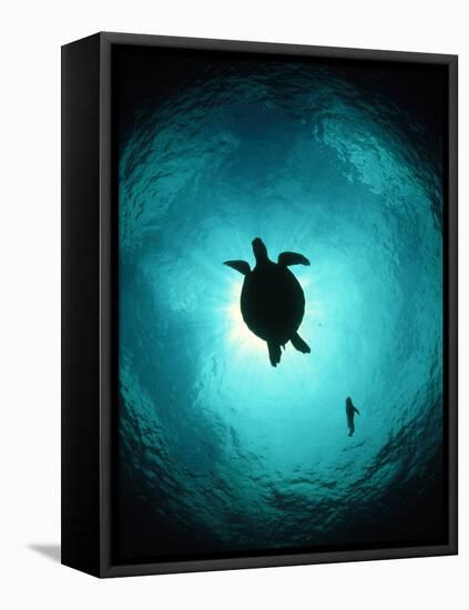 Turtle Swimming-Matthew Oldfield-Framed Premier Image Canvas