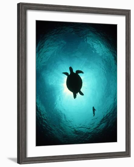 Turtle Swimming-Matthew Oldfield-Framed Photographic Print